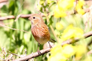 ベニマシコ ふれあい松戸川 2024年3月20日(水)