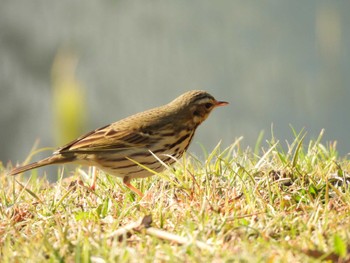 Olive-backed Pipit Hama-rikyu Gardens Sat, 3/16/2024