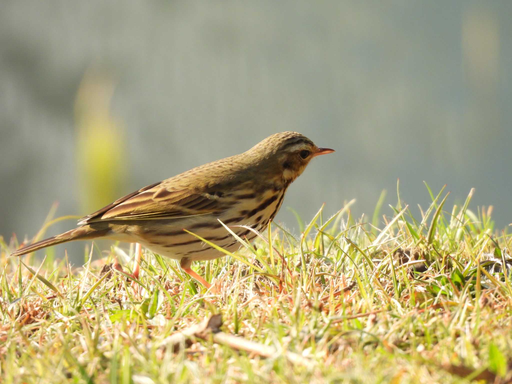 Olive-backed Pipit