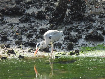 アオサギ 浜離宮恩賜庭園 2024年3月16日(土)