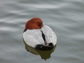 Common Pochard Hama-rikyu Gardens Sat, 3/16/2024