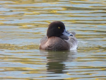 Tufted Duck Hama-rikyu Gardens Sat, 3/16/2024