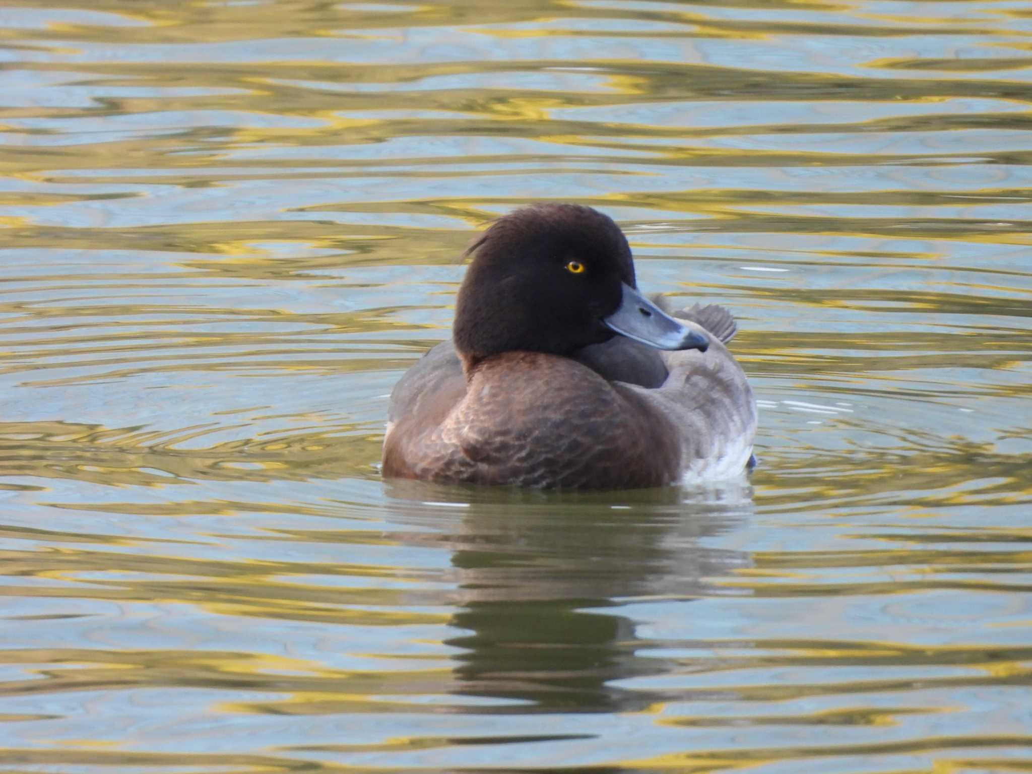 Tufted Duck