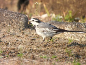 White Wagtail Hama-rikyu Gardens Sat, 3/16/2024