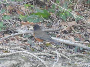 アカハラ 東京港野鳥公園 2024年3月17日(日)