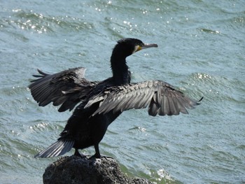 カワウ 東京港野鳥公園 2024年3月17日(日)