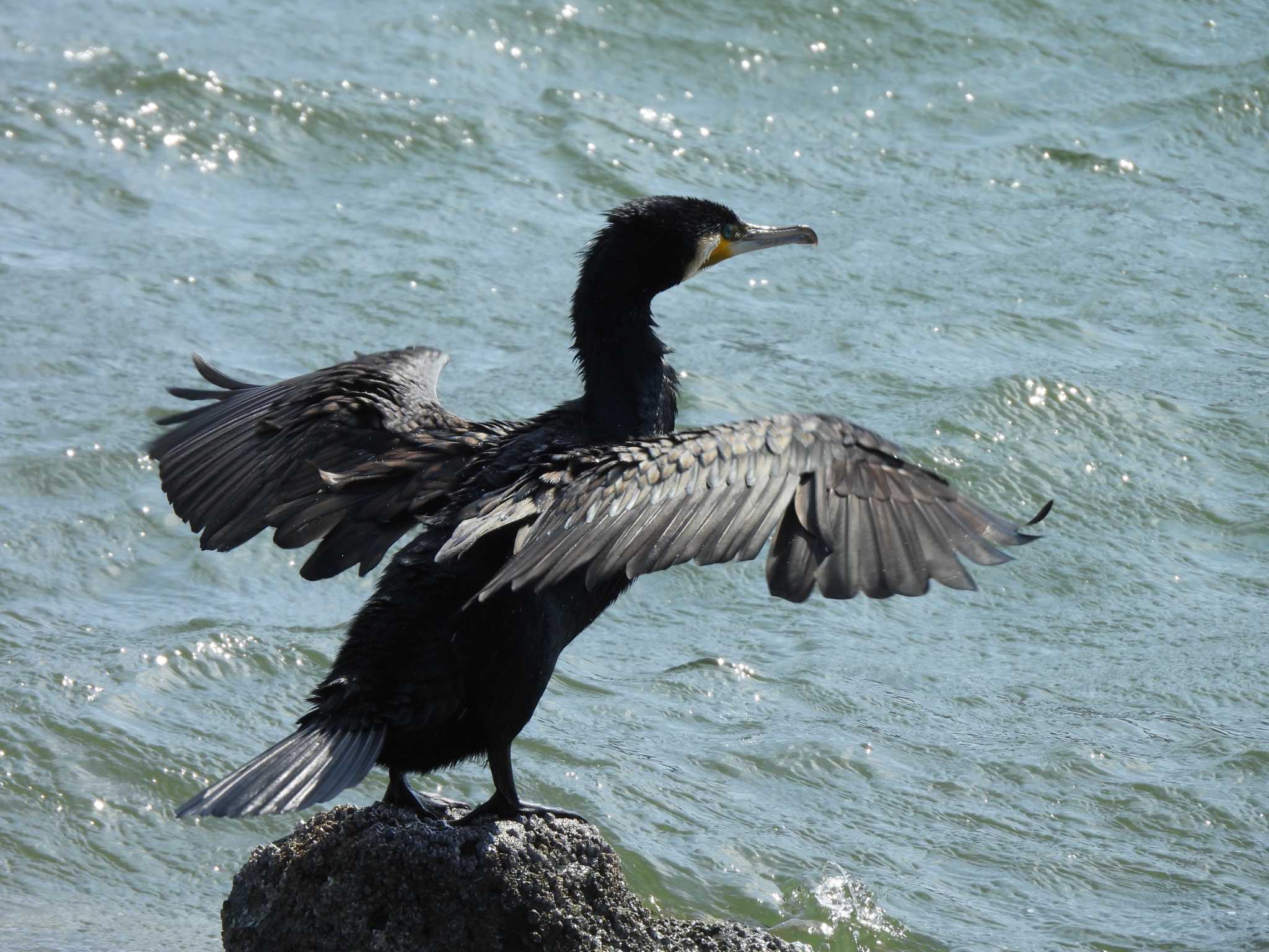 東京港野鳥公園 カワウの写真 by つんこ