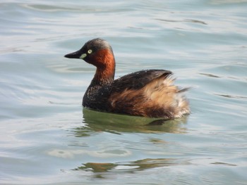 Little Grebe Tokyo Port Wild Bird Park Sun, 3/17/2024