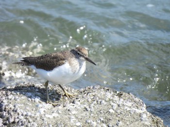 イソシギ 東京港野鳥公園 2024年3月17日(日)