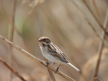 Common Reed Bunting Tokyo Port Wild Bird Park Sun, 3/17/2024