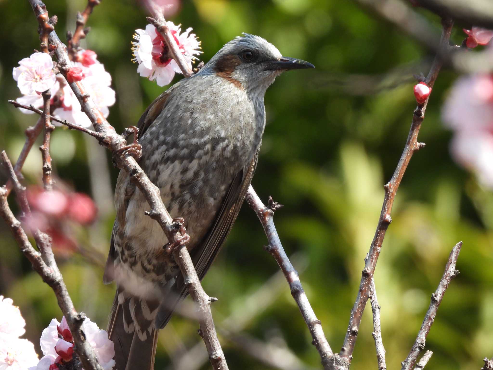 東京港野鳥公園 ヒヨドリの写真 by つんこ