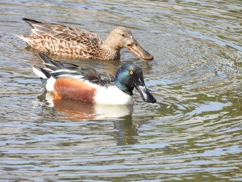 Northern Shoveler Tokyo Port Wild Bird Park Sun, 3/17/2024