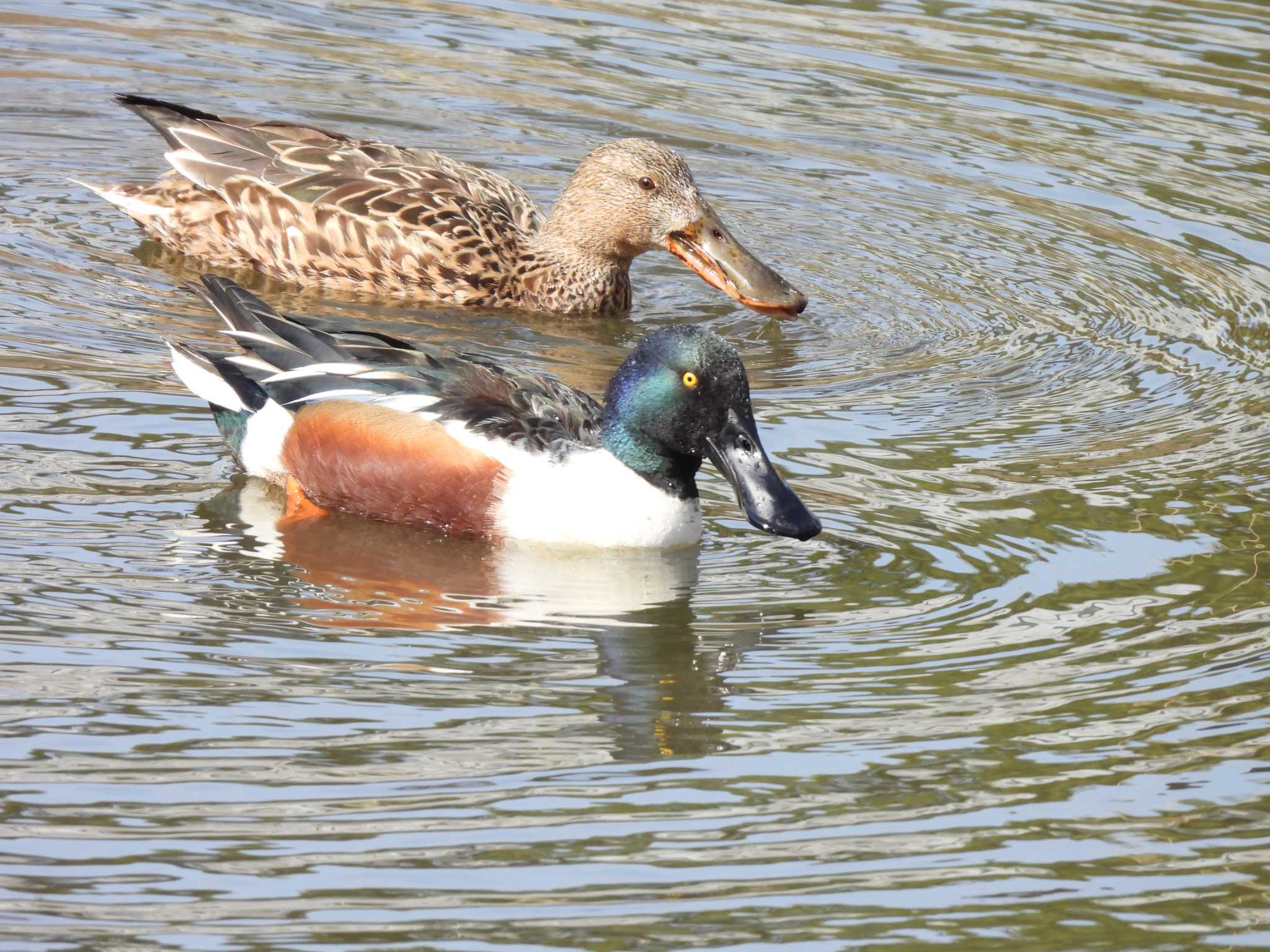 東京港野鳥公園 ハシビロガモの写真 by つんこ