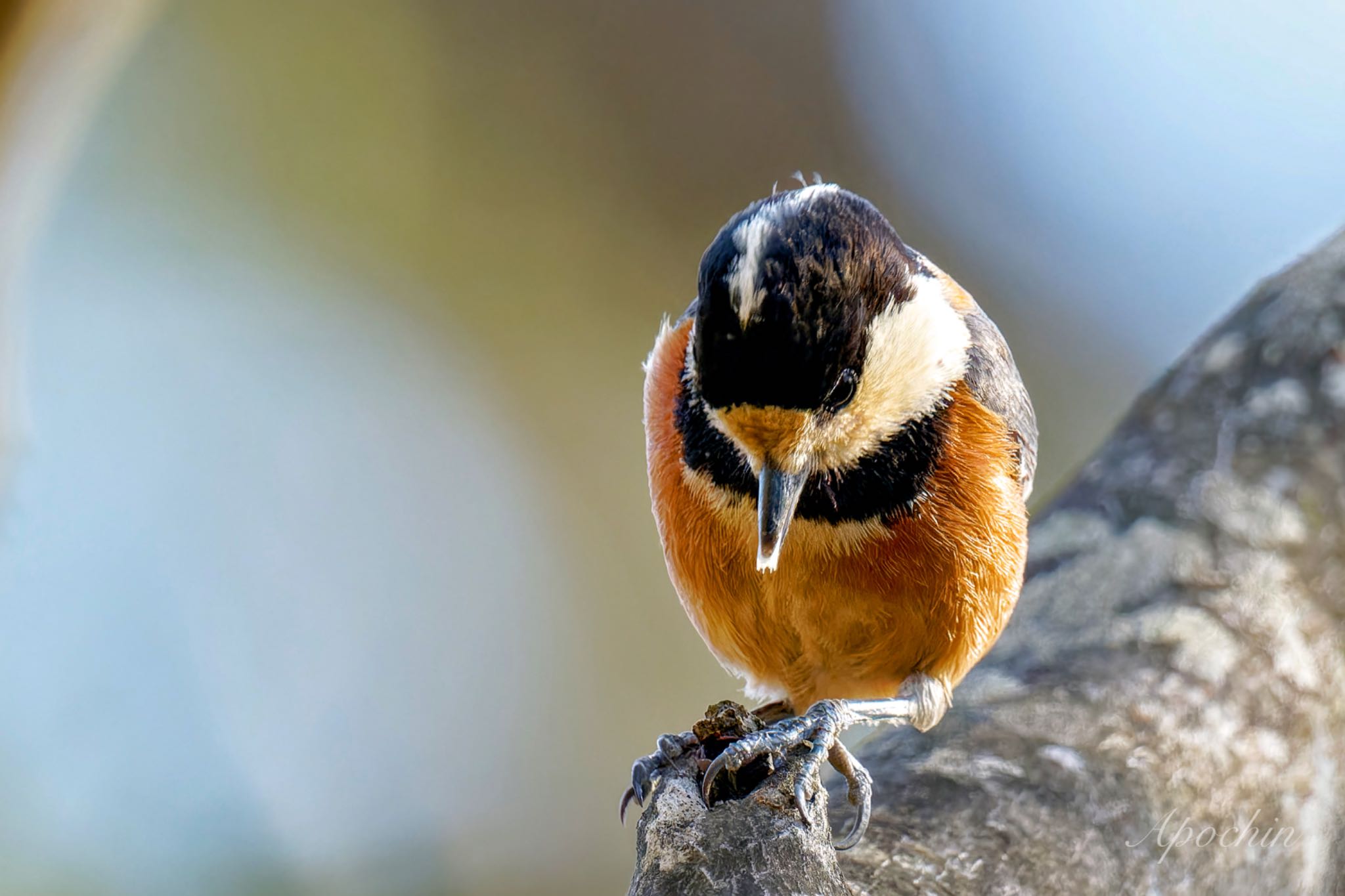 Photo of Varied Tit at Maioka Park by アポちん