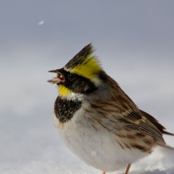 Yellow-throated Bunting 岩手県 Tue, 1/31/2023