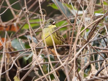 Wed, 1/3/2024 Birding report at 雀川砂防ダム公園 埼玉県比企郡ときがわ町