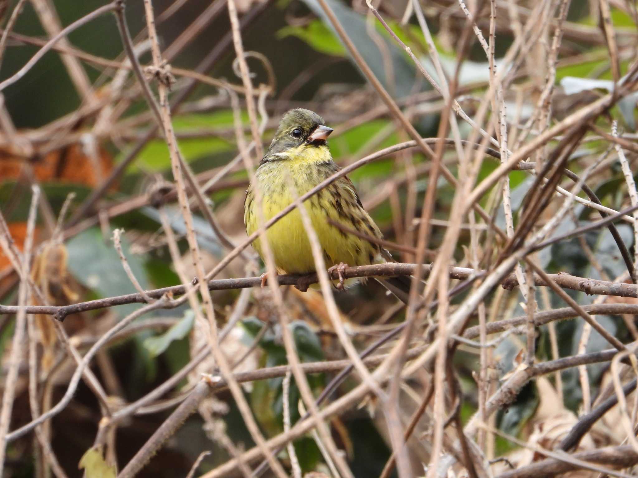 Masked Bunting