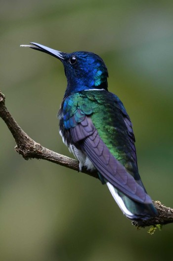 White-necked Jacobin コスタリカ Thu, 2/8/2024