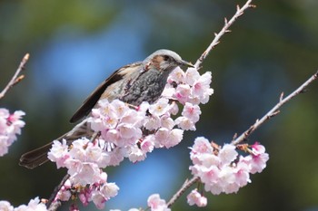 ヒヨドリ 安行原自然の森 2024年3月20日(水)