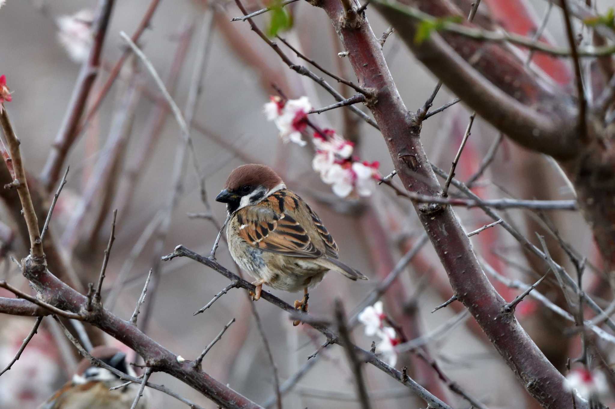 Eurasian Tree Sparrow