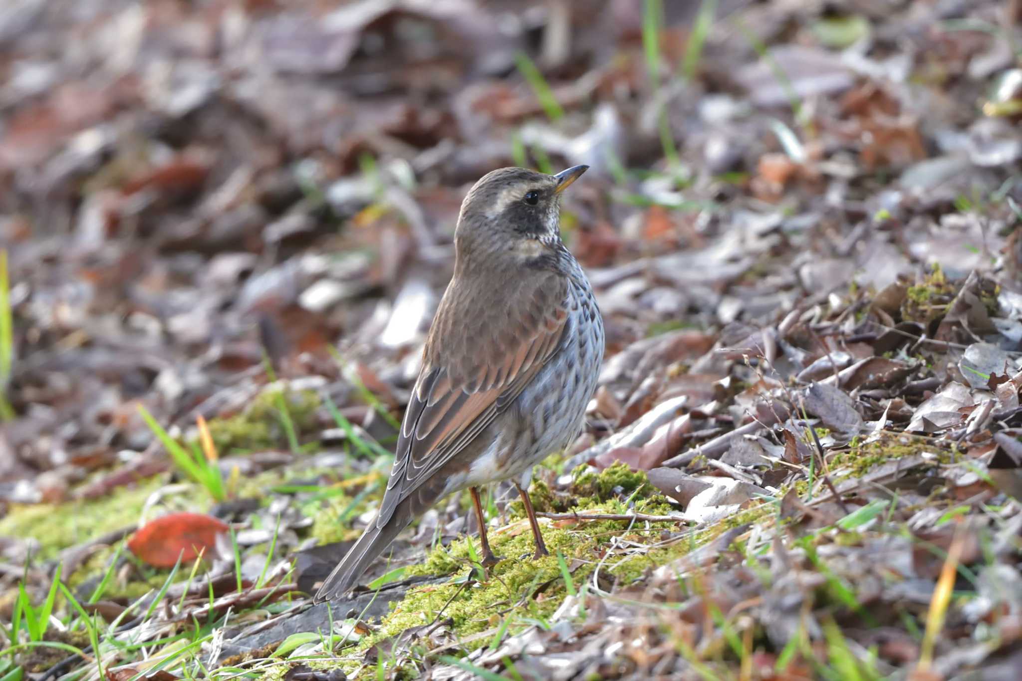 Dusky Thrush