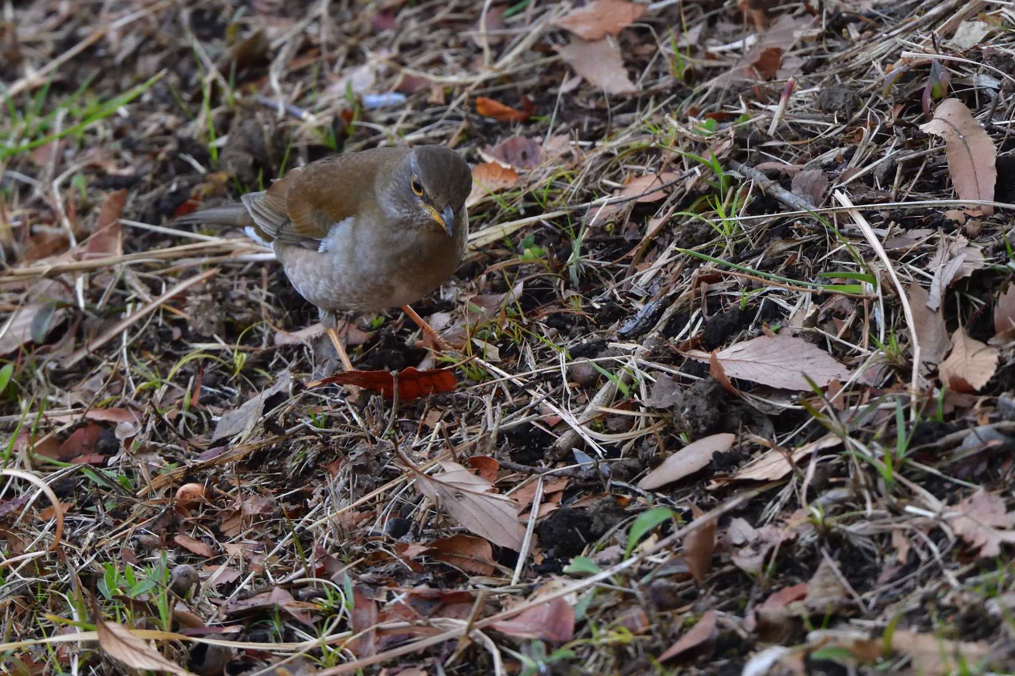 Pale Thrush