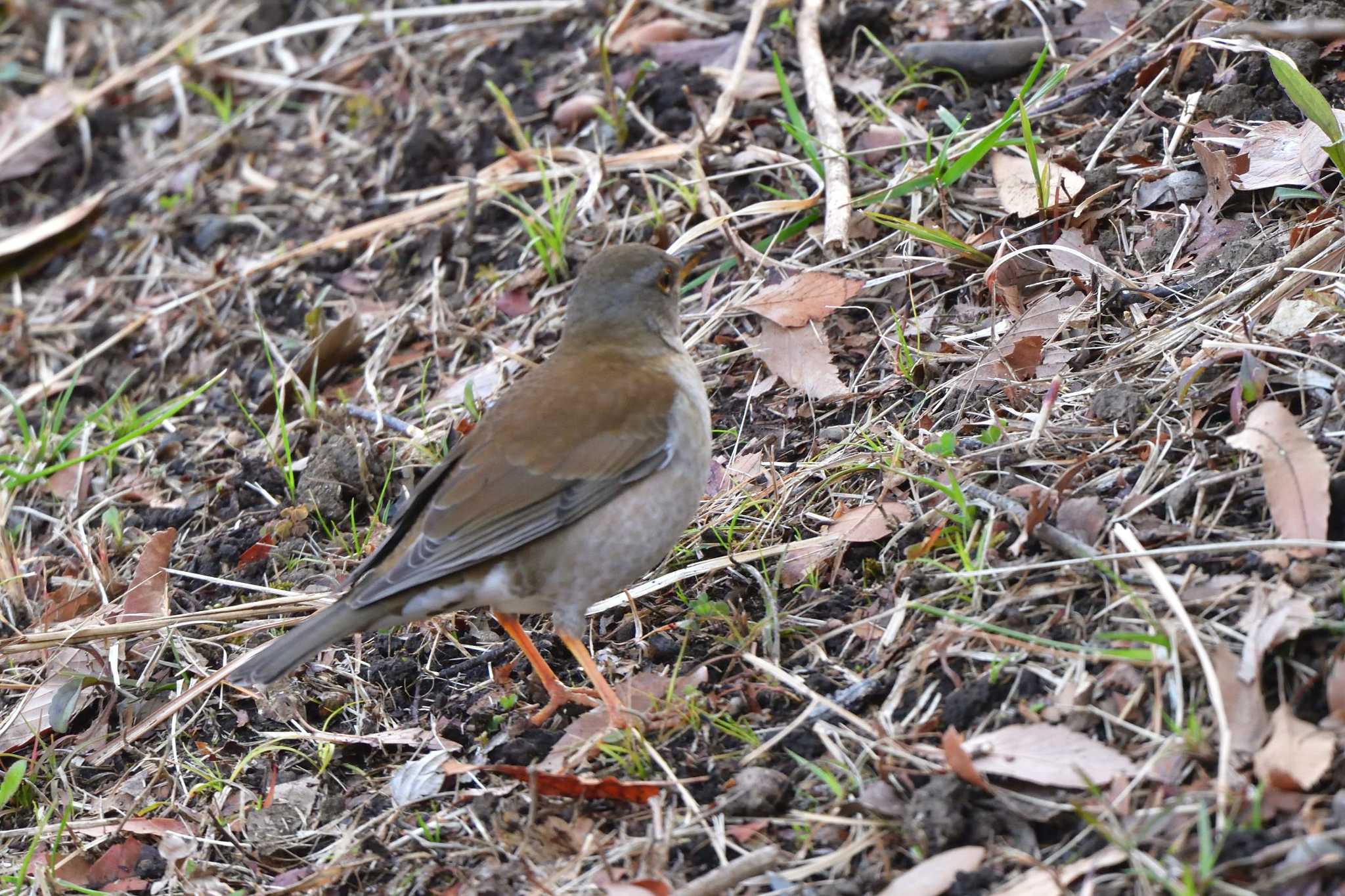 Photo of Pale Thrush at Nagahama Park by やなさん