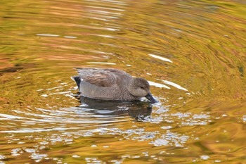 オカヨシガモ 長浜公園 2024年3月15日(金)