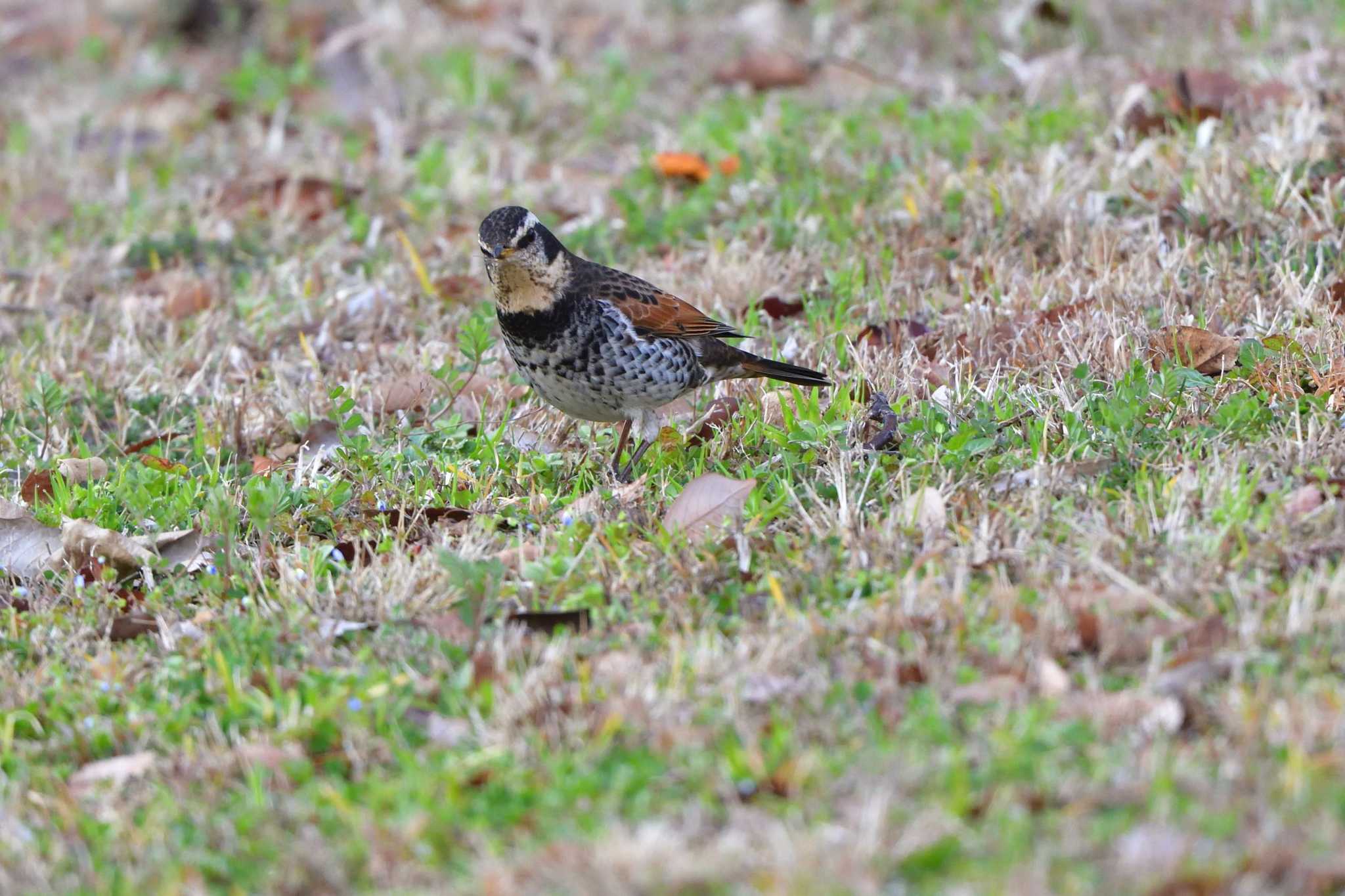 Photo of Dusky Thrush at Nagahama Park by やなさん