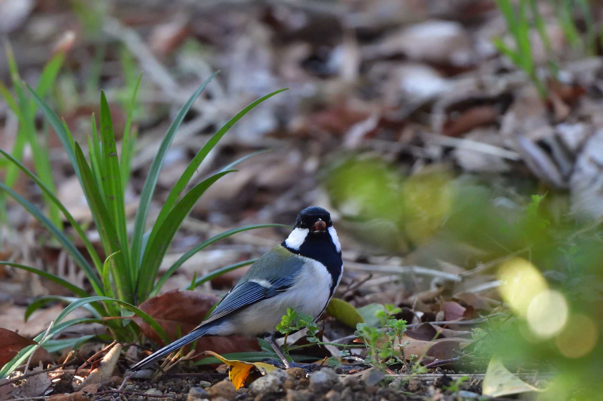 Japanese Tit