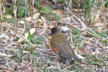 2024年3月15日(金) 長浜公園の野鳥観察記録