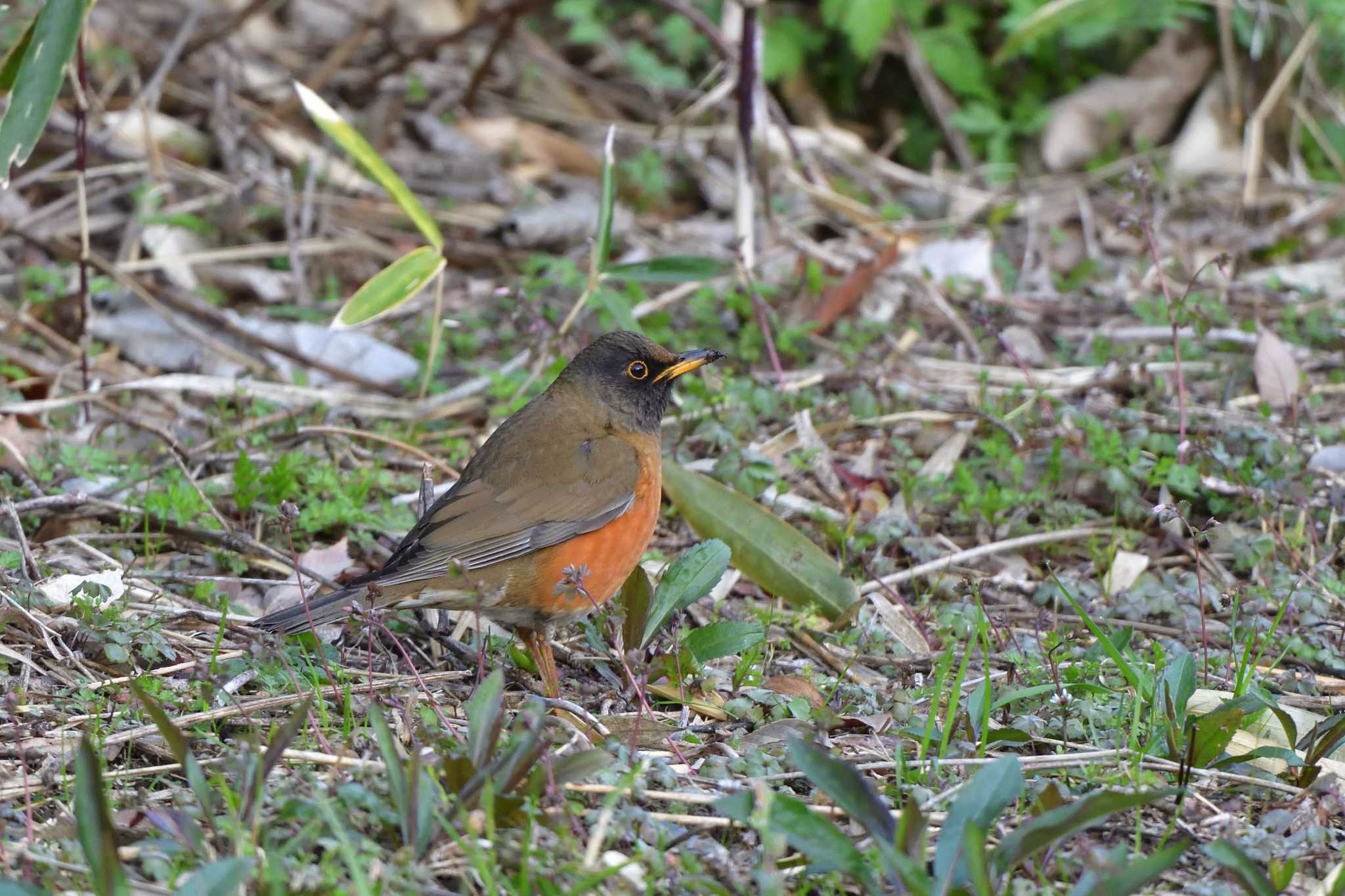 Brown-headed Thrush