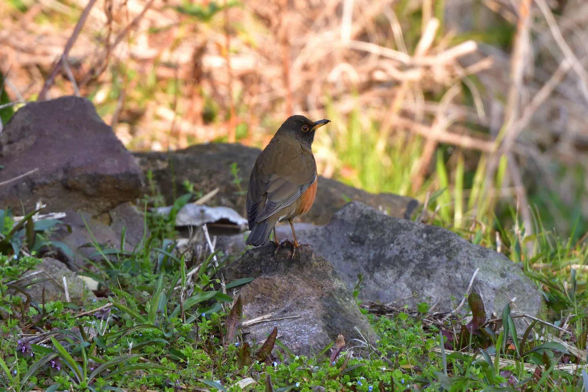 Photo of Brown-headed Thrush at Nagahama Park by やなさん