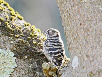 Japanese Pygmy Woodpecker 柏市近郊 Wed, 3/20/2024