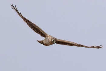 Hen Harrier 浮島ヶ原自然公園 Tue, 3/19/2024