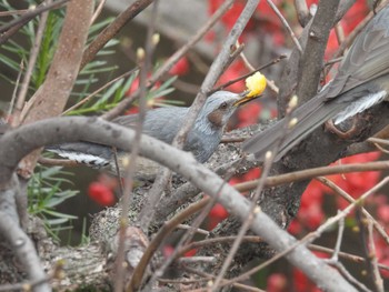 Brown-eared Bulbul 自宅 Wed, 3/20/2024