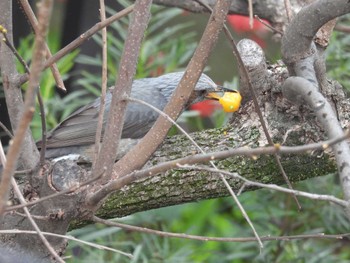 Brown-eared Bulbul 自宅 Wed, 3/20/2024