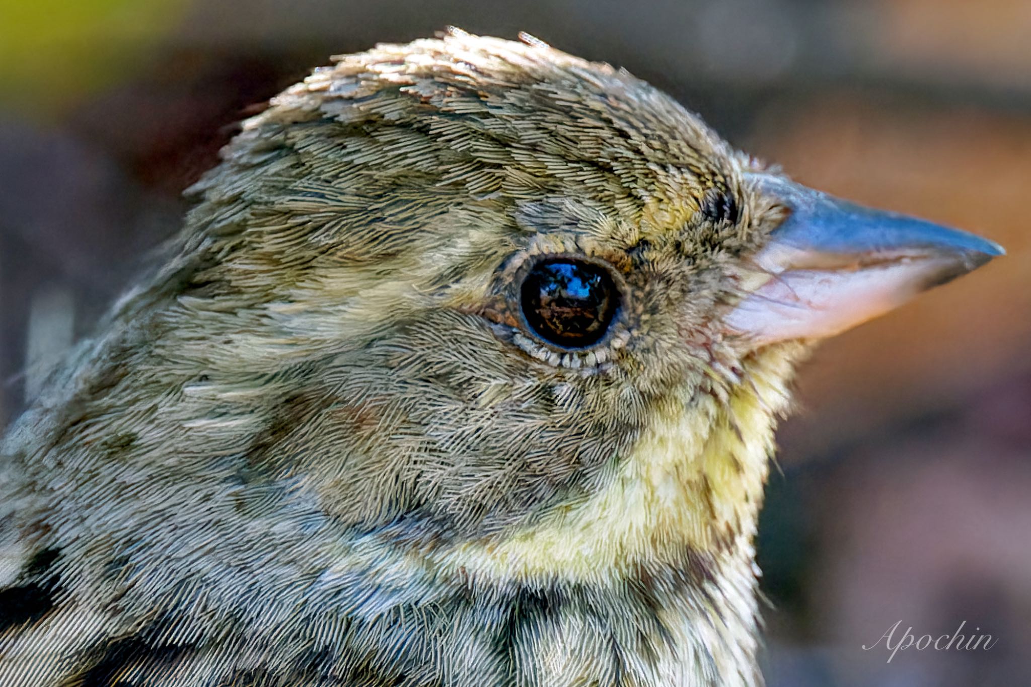 Masked Bunting