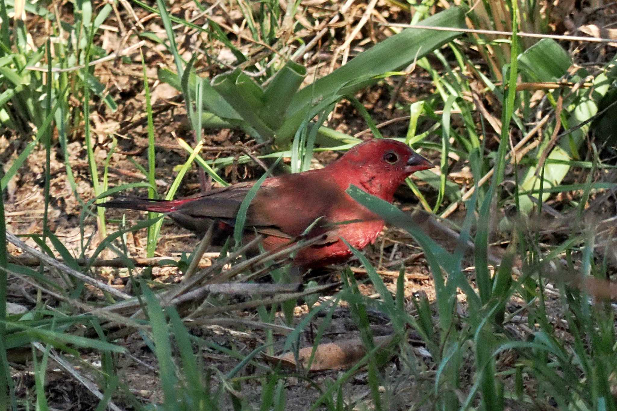 Photo of Red-billed Firefinch at ウガンダ by 藤原奏冥