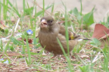 カワラヒワ 秋ヶ瀬公園 2024年3月17日(日)