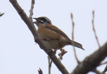 2024年3月17日(日) 秋ヶ瀬公園の野鳥観察記録