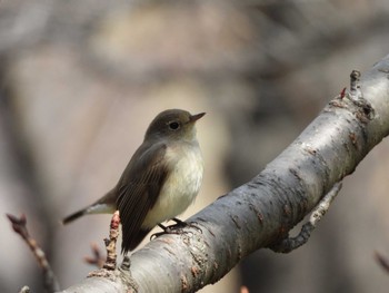 Red-breasted Flycatcher Osaka castle park Thu, 3/21/2024