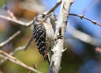 Japanese Pygmy Woodpecker Kodomo Shizen Park Thu, 3/21/2024