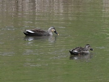 Eastern Spot-billed Duck 立田山 Thu, 3/21/2024