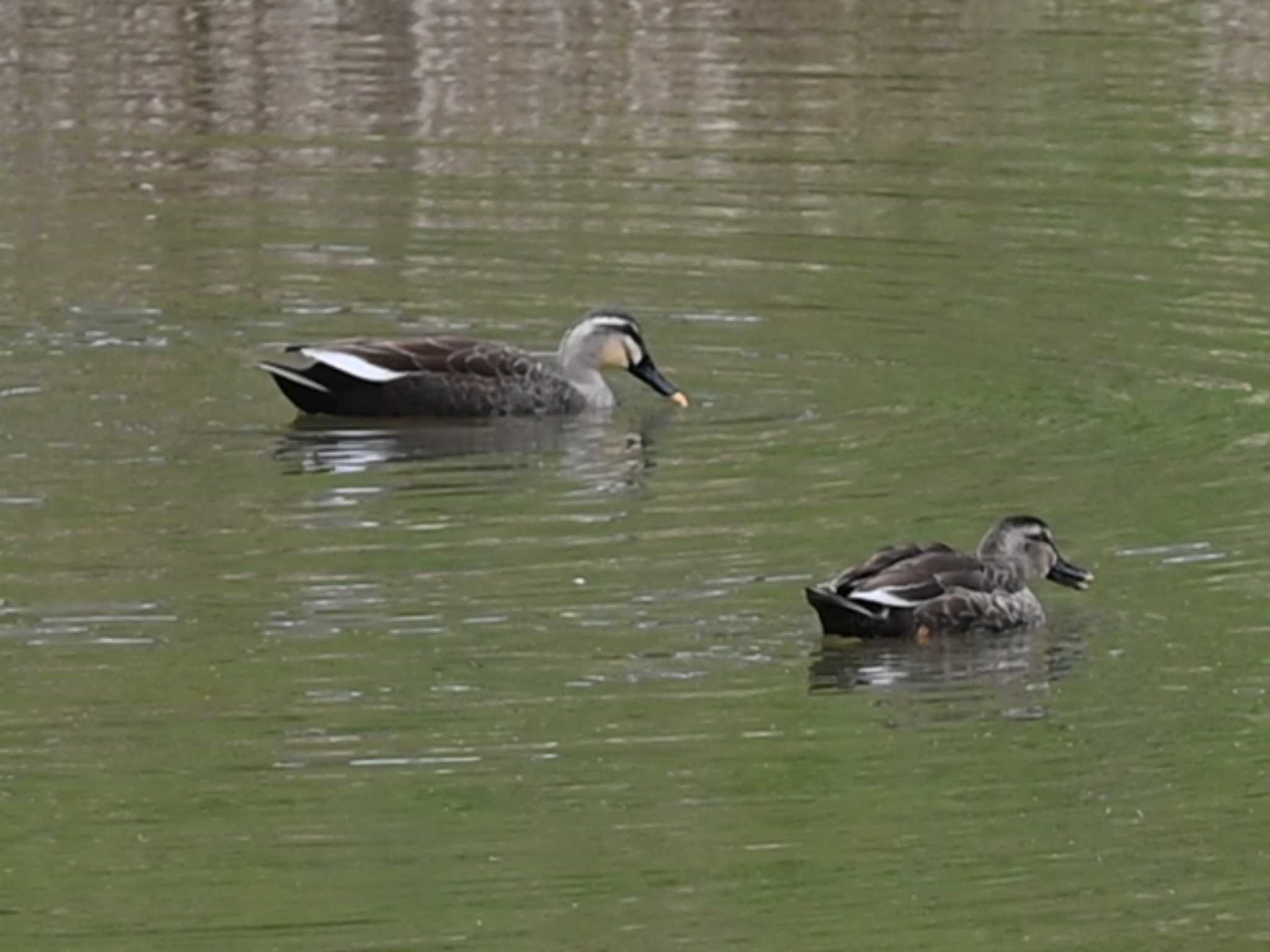 Photo of Eastern Spot-billed Duck at 立田山 by jo6ehm