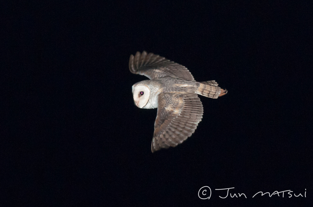 Photo of Eastern Barn Owl at オーストラリア・アサートン周辺 by Jun Matsui