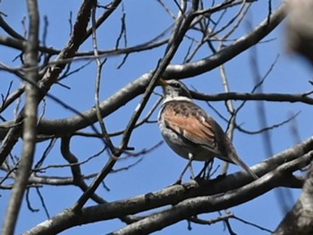 Dusky Thrush 立田山 Thu, 3/21/2024