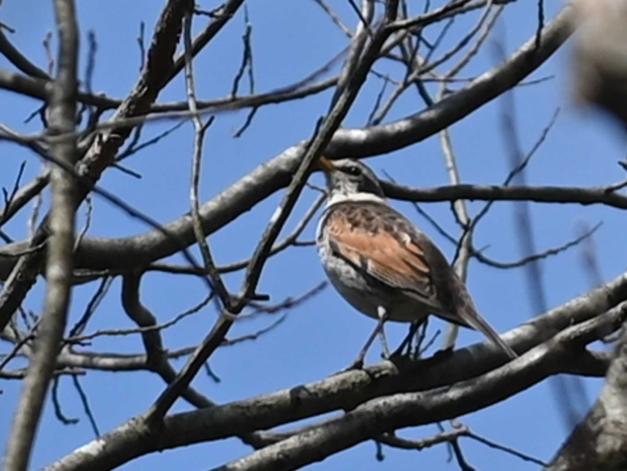 Dusky Thrush