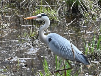 Grey Heron 立田山 Thu, 3/21/2024