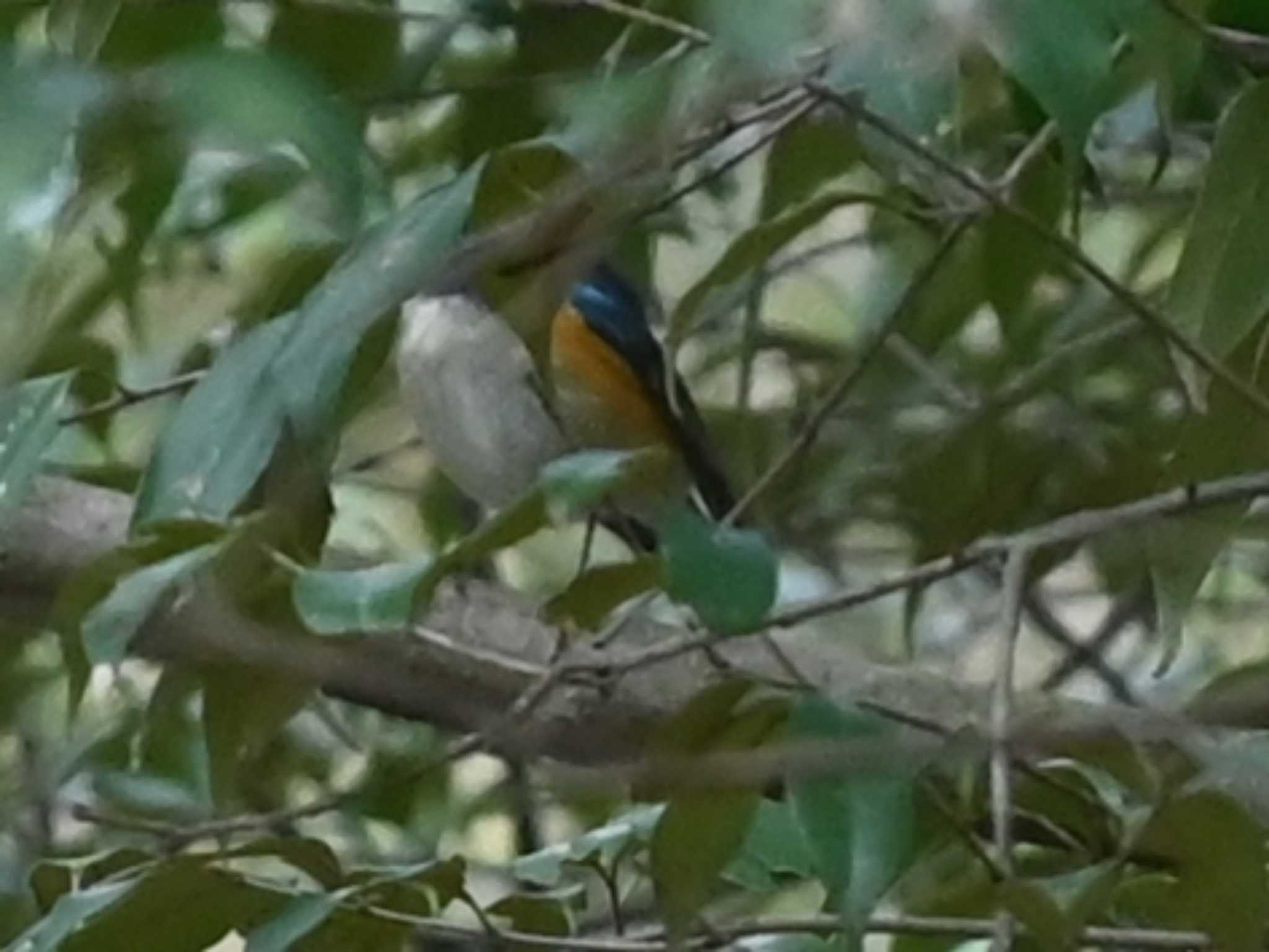 Red-flanked Bluetail